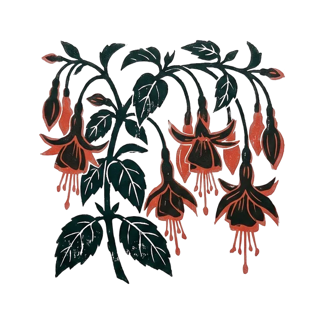 Fuchsia, drawn
