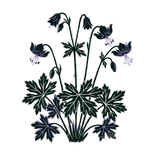 Dusky cranesbill, drawn