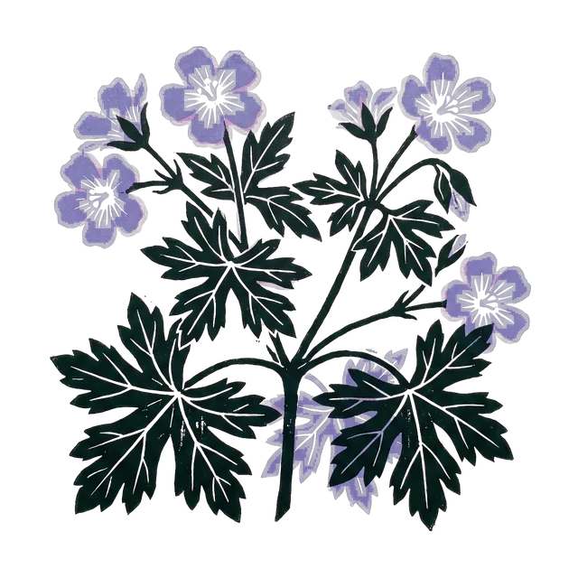Wood cranesbill, drawn