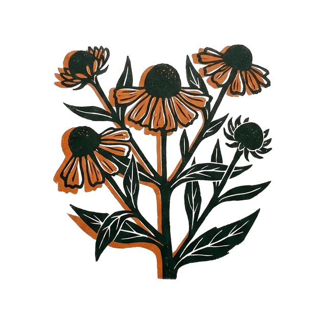 Sneezeweed, drawn