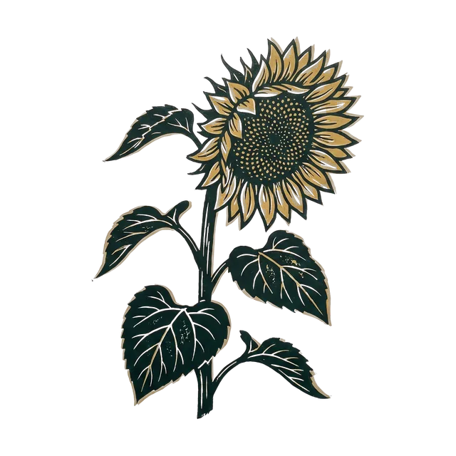 Sunflower, drawn