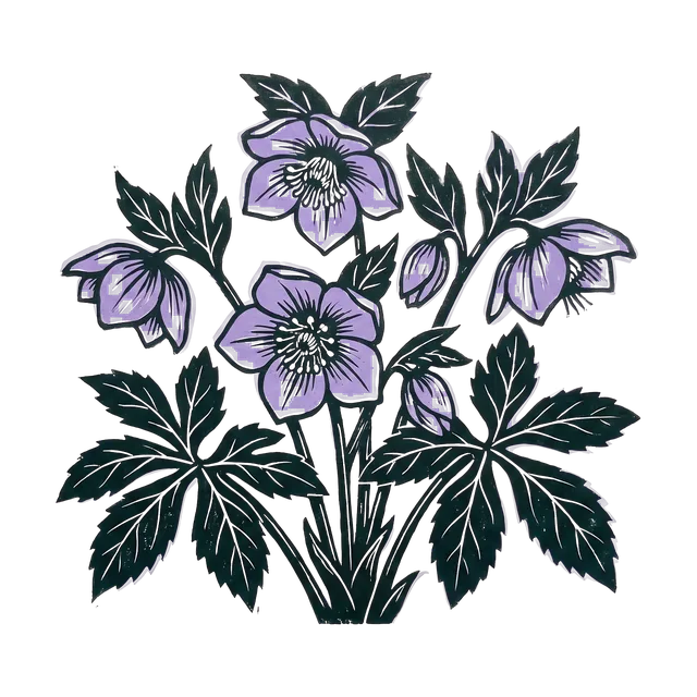 Hellebore, drawn