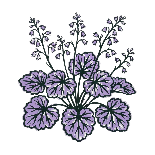 Heuchera, drawn
