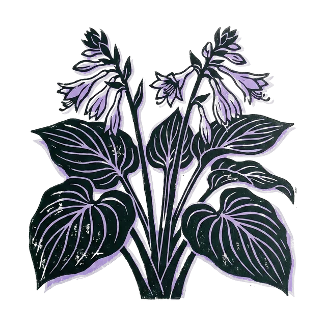Plantain lily, drawn