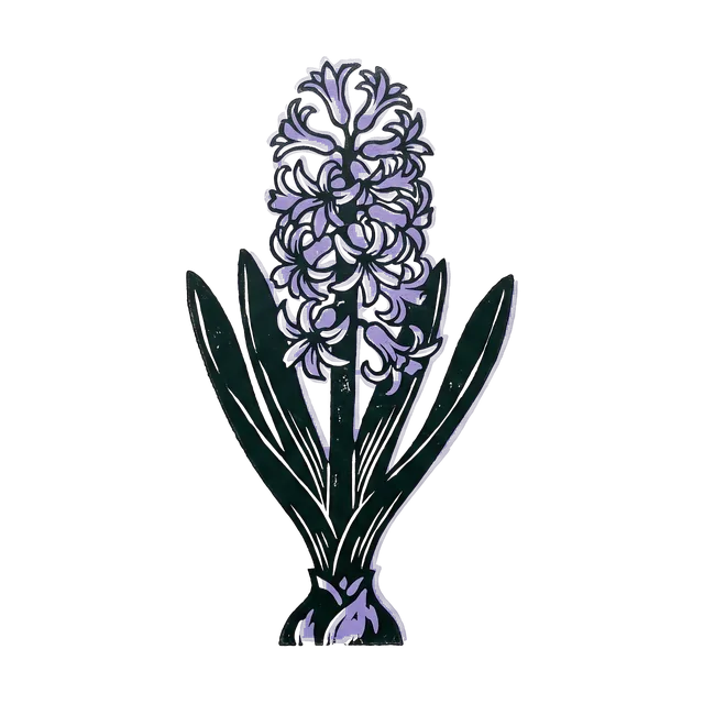 Hyacinth, drawn