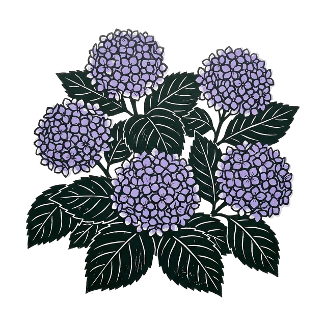 Hydrangea, drawn