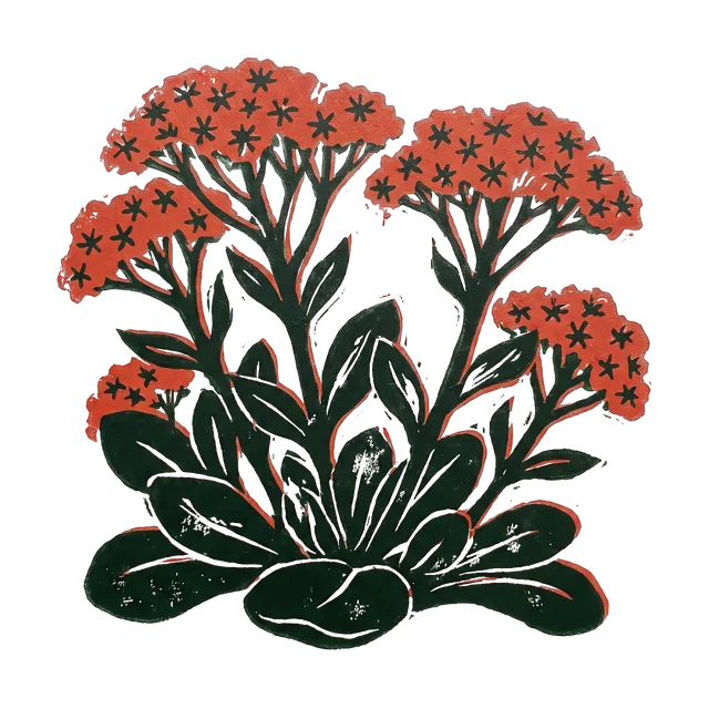 Ice plant, drawn