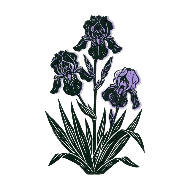 Bearded iris, drawn
