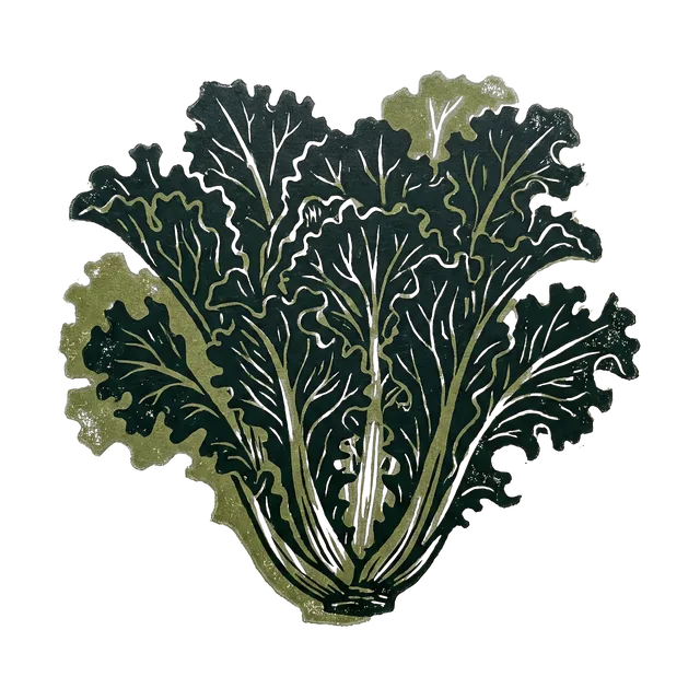 Lettuce, drawn