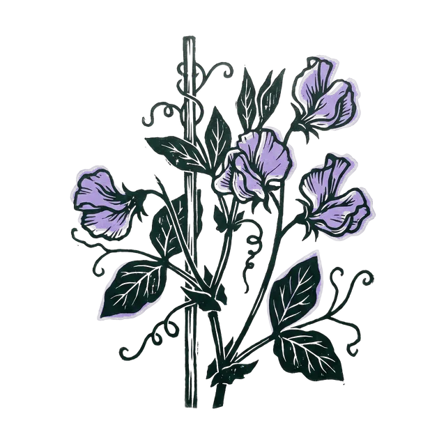Sweet pea, drawn