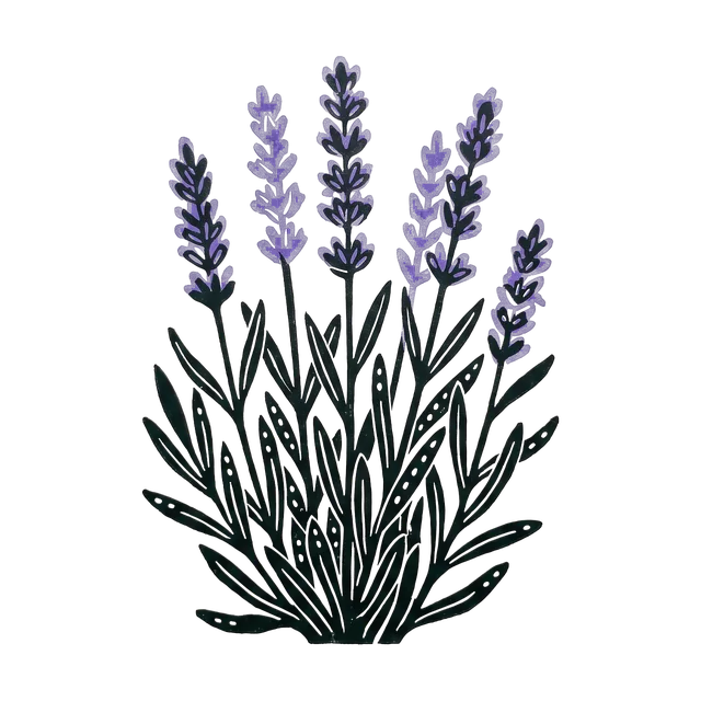 Lavender, drawn