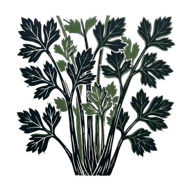 Leaf celery, drawn