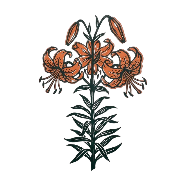 Lily, drawn