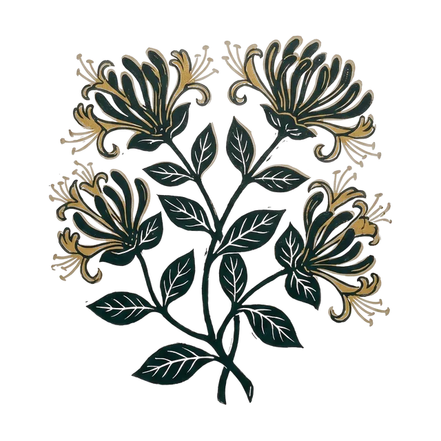 Honeysuckle, drawn