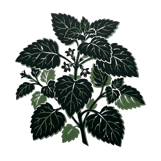 Lemon balm, drawn
