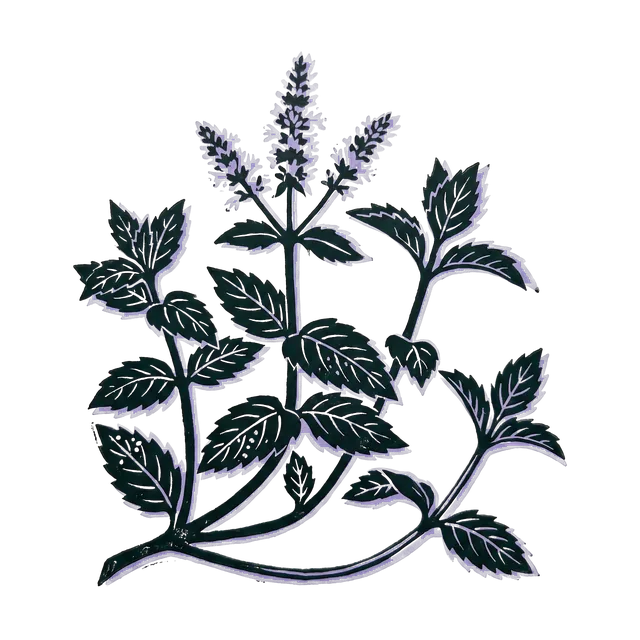 Mint, drawn