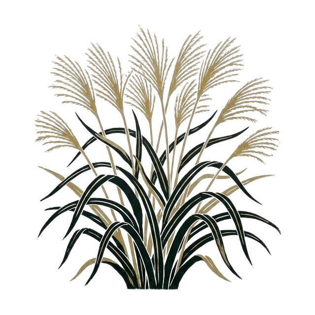 Miscanthus, drawn