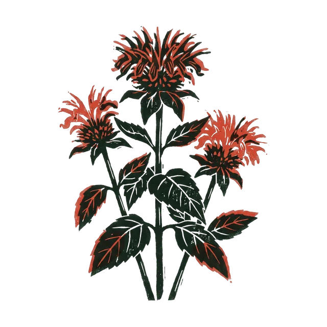 Bergamot, drawn