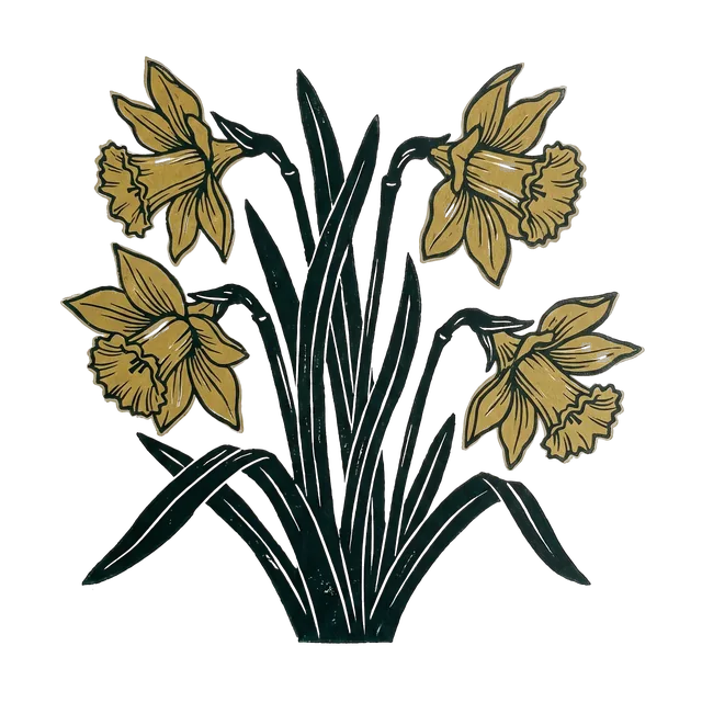 Daffodil, drawn