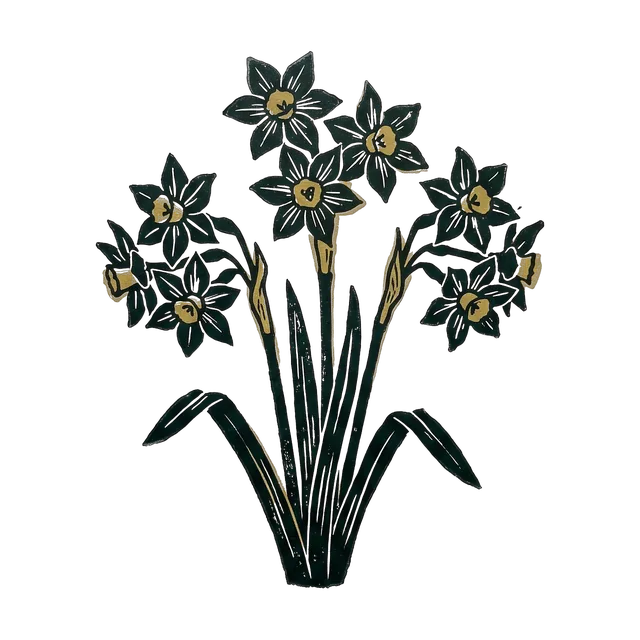 Paper-white daffodil, drawn