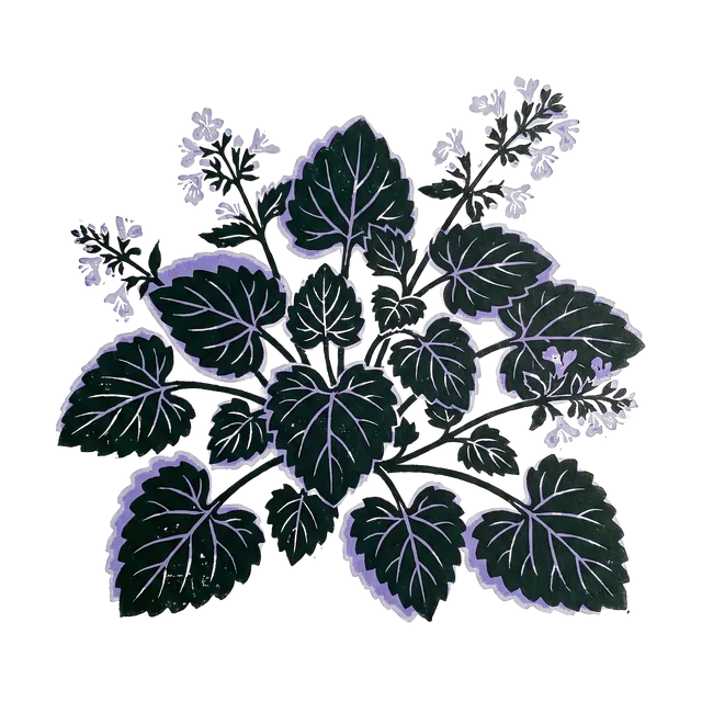 Catmint, drawn