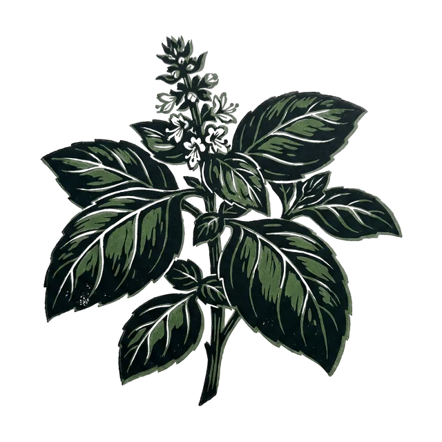 Sweet basil, drawn