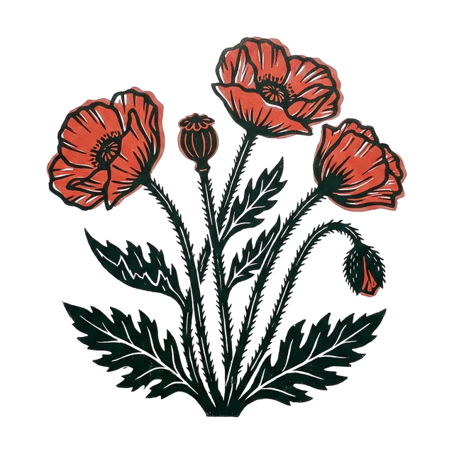 Oriental poppy, drawn
