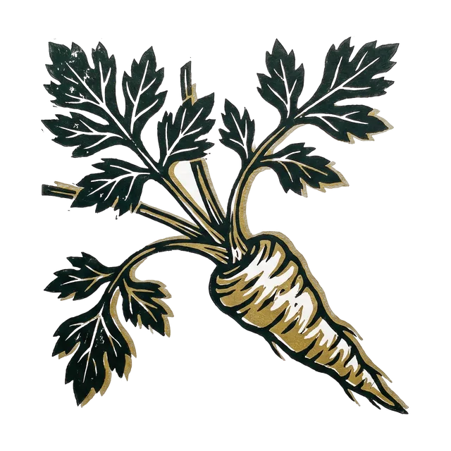 Parsnip, drawn