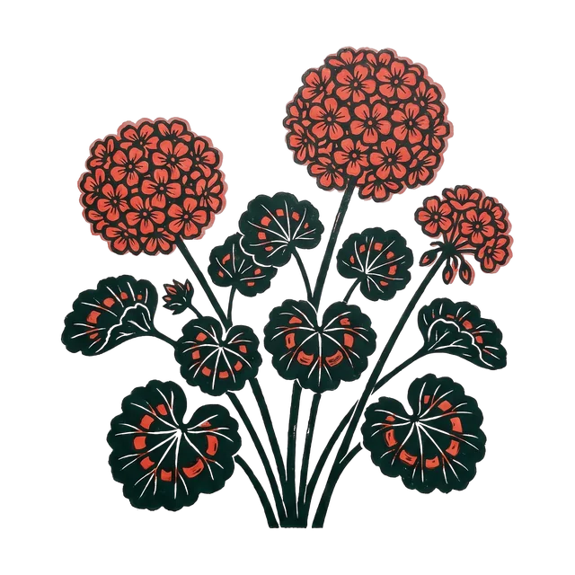 Pelargonium, drawn