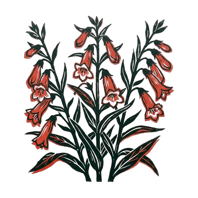 Penstemon, drawn