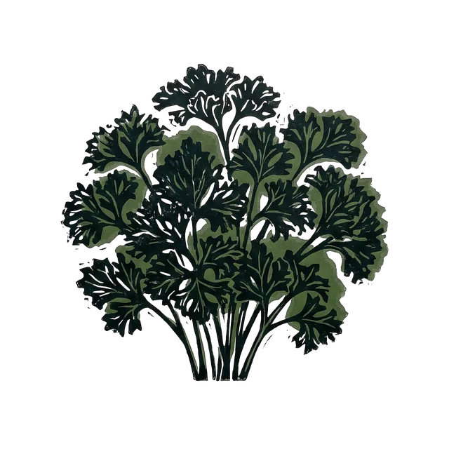 Parsley, drawn
