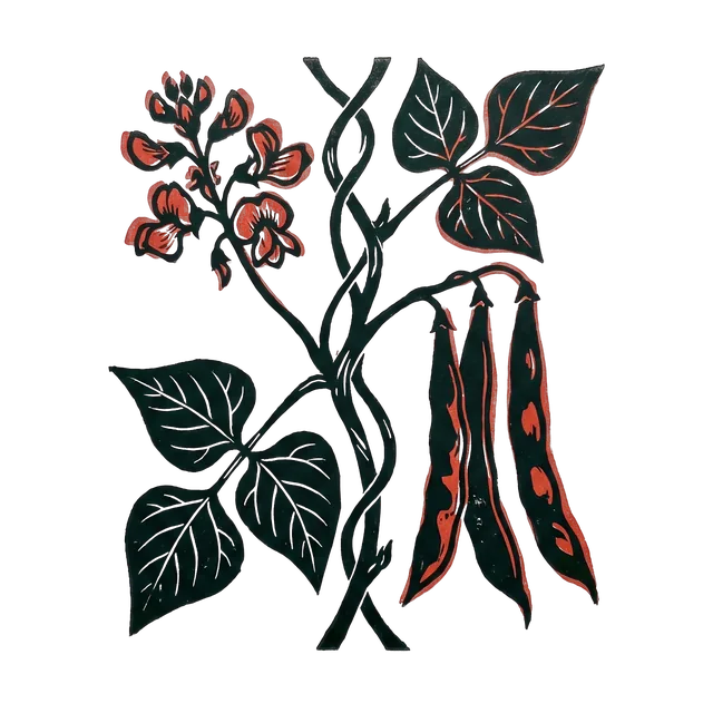 Runner bean, drawn