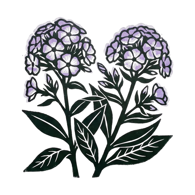 Perennial phlox, drawn