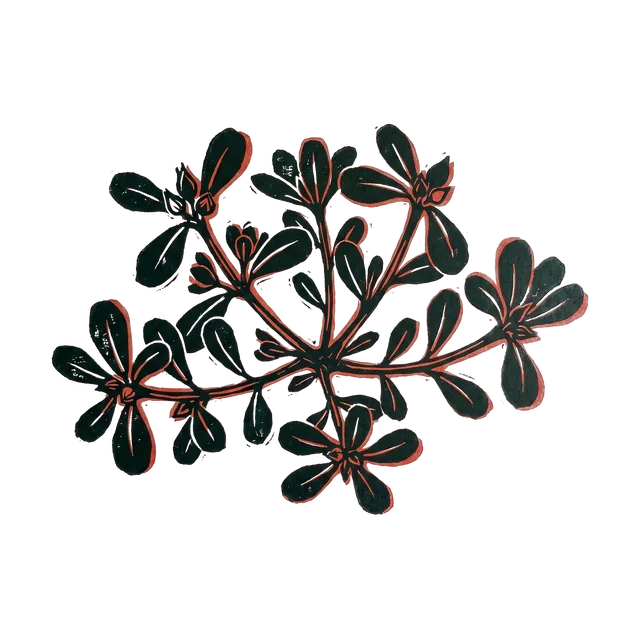 Purslane, drawn