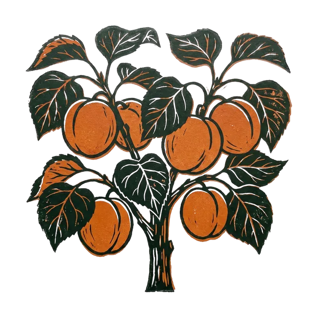 Apricot, drawn