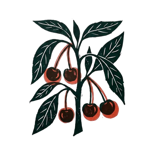 Sweet cherry, drawn