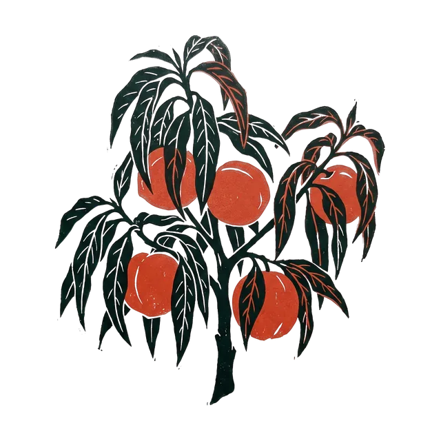 Nectarine, drawn