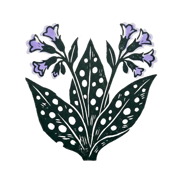 Lungwort, drawn