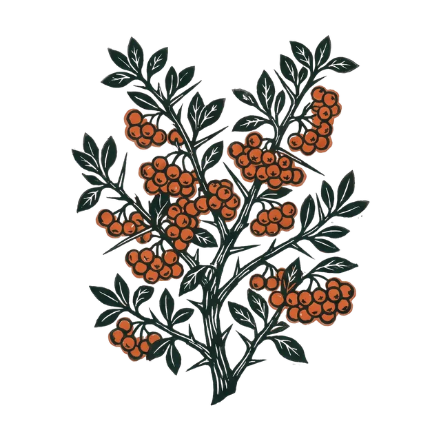 Firethorn, drawn