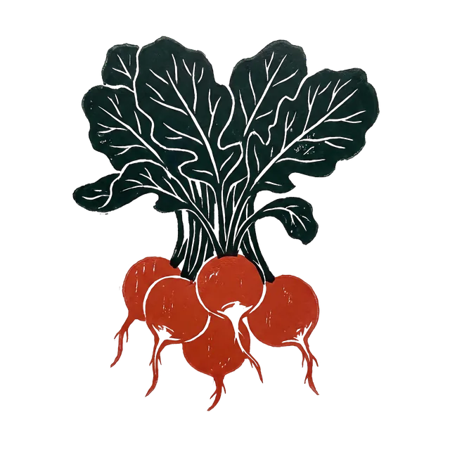 Radish, drawn