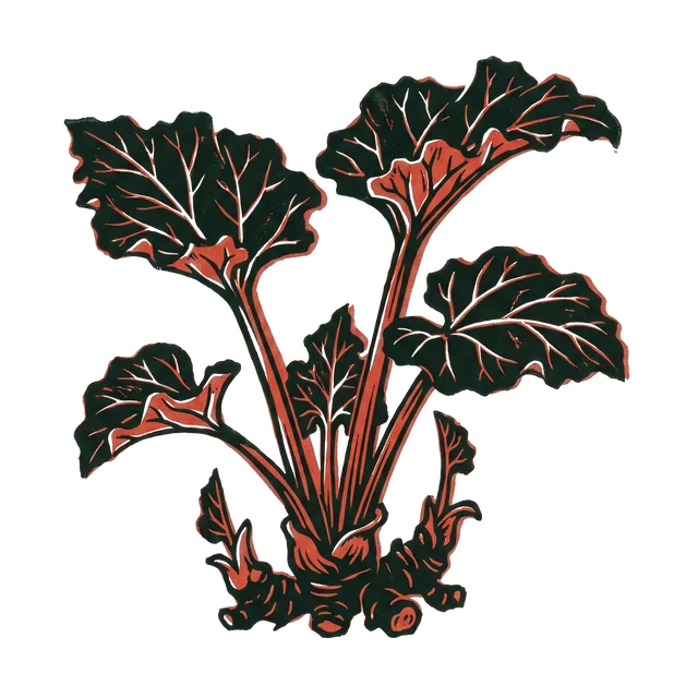 Rhubarb, drawn
