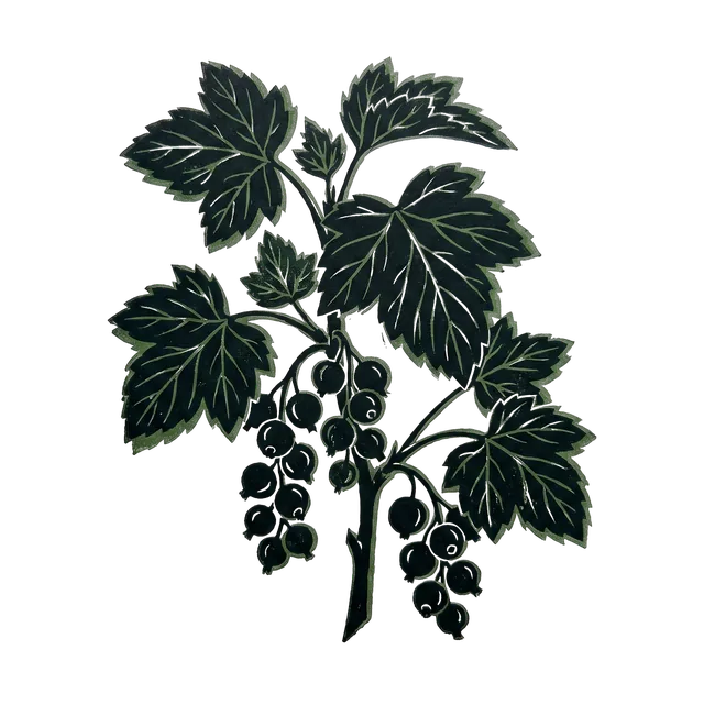 Blackcurrant, drawn
