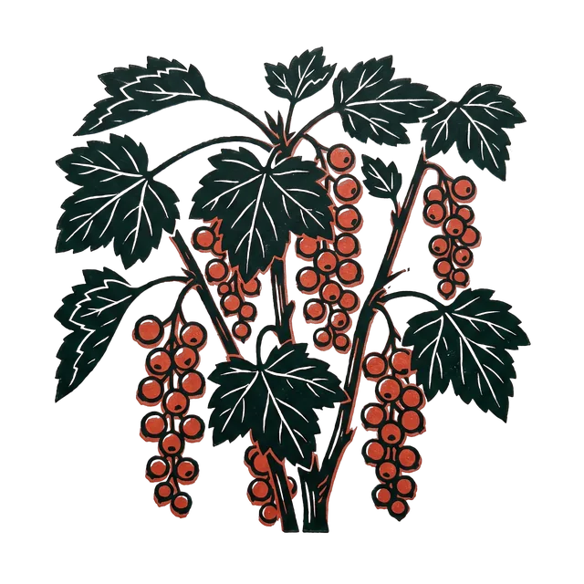 Redcurrant, drawn