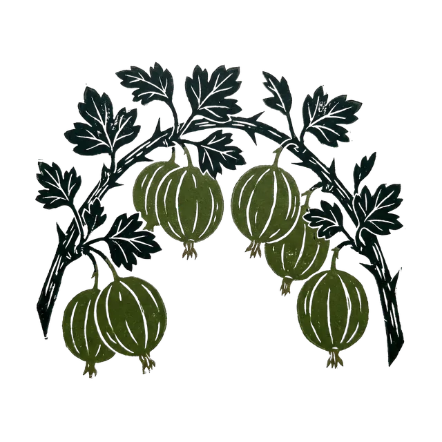 Gooseberry, drawn
