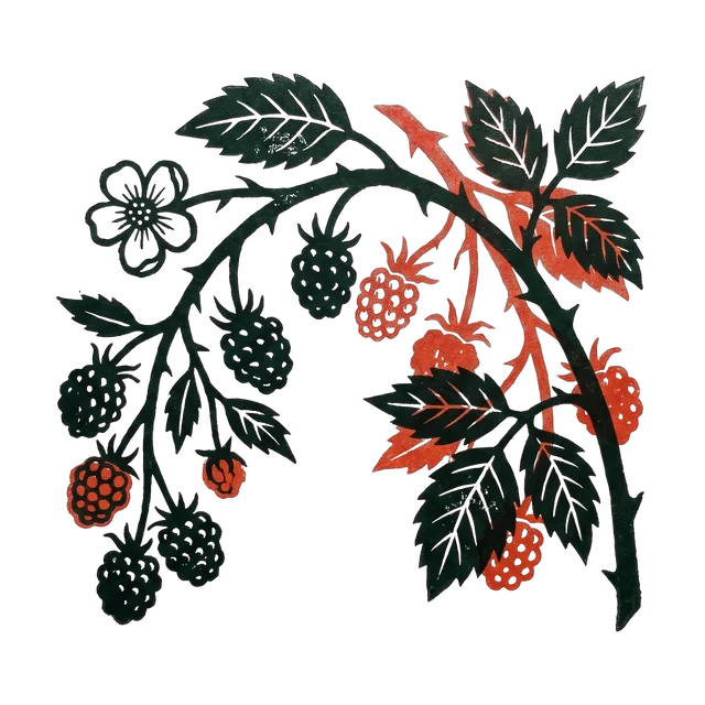 Blackberry, drawn