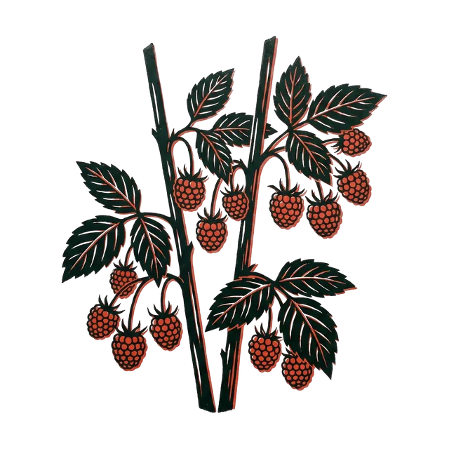Raspberry, drawn