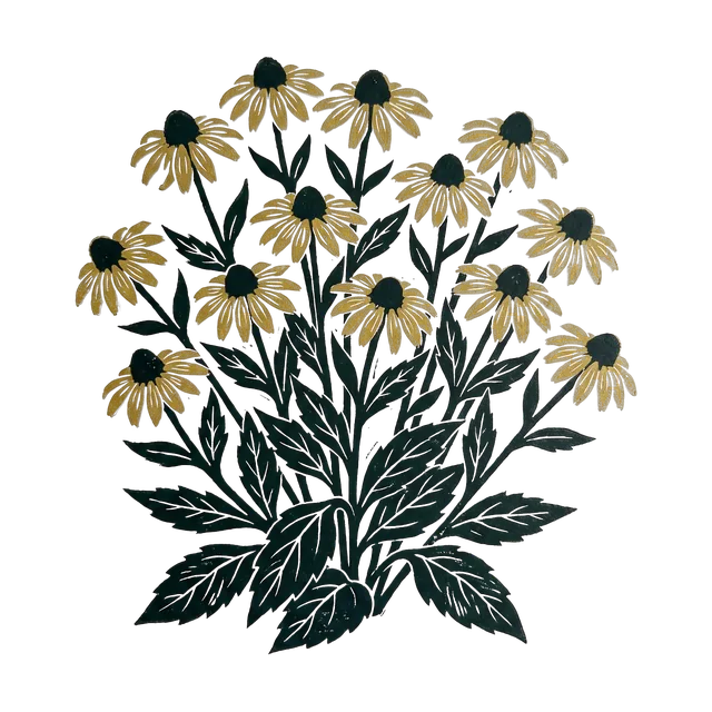 Black-eyed Susan, drawn