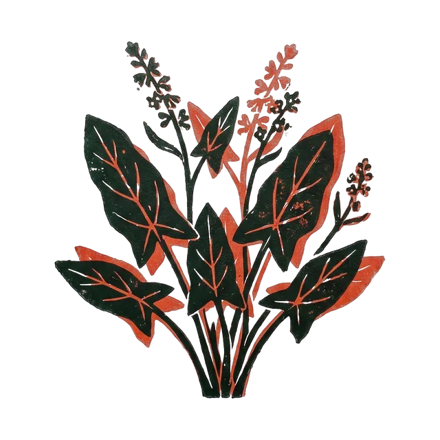 Sorrel, drawn