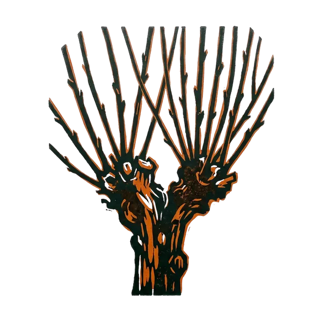 Coral bark willow, drawn