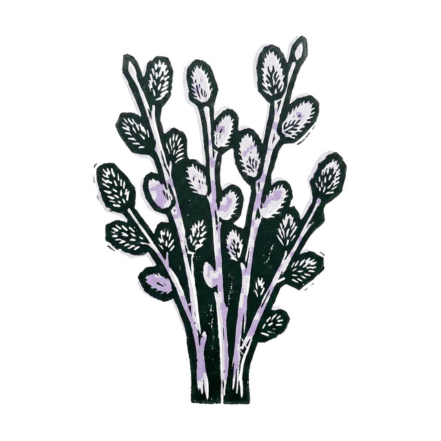 Violet willow, drawn